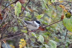 Poecile palustris