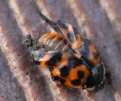 Harmonia axyridis