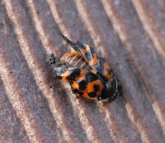 Harmonia axyridis