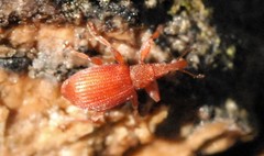 Apion frumentarium