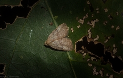 Tolpiodes oligolasia