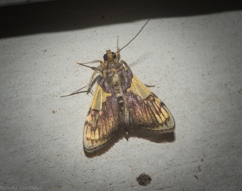 Rehimena cissophora (Turner, 1908)