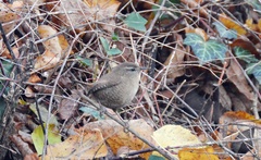 Troglodytes troglodytes