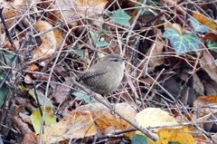 Troglodytes troglodytes