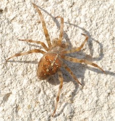 Araneus diadematus