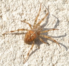 Araneus diadematus