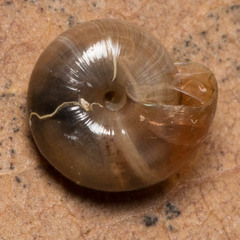 Limacoidei