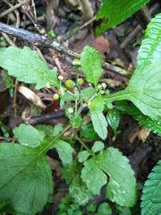 Dichrocephala integrifolia