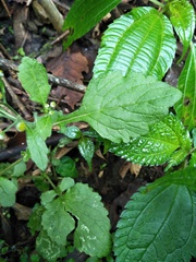 Dichrocephala integrifolia