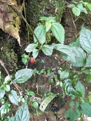 Lycianthes lysimachioides