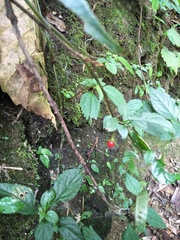 Lycianthes lysimachioides