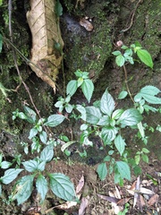 Lycianthes lysimachioides