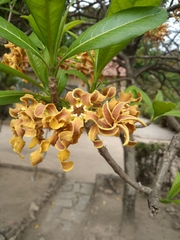 Strophanthus boivinii