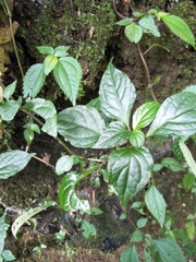 Lycianthes lysimachioides