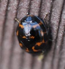Harmonia axyridis