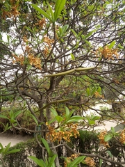 Strophanthus boivinii