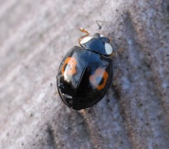 Harmonia axyridis