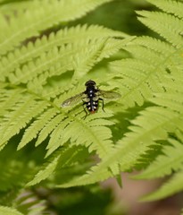 Sericomyia lata