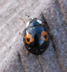 Harmonia axyridis