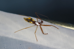 Epidaus famulus