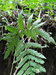 Pteris wallichiana