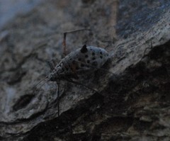 Tuberolachnus salignus