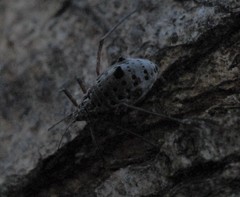 Tuberolachnus salignus