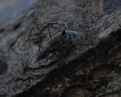 Tuberolachnus salignus