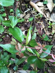 Tetrastigma obtectum glabrum