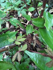 Tetrastigma obtectum glabrum