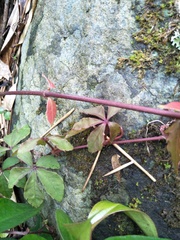 Tetrastigma obtectum glabrum