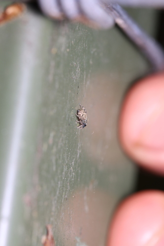 Oak Jumping Spider, Hilversum, Nederland, photo 9 of 10