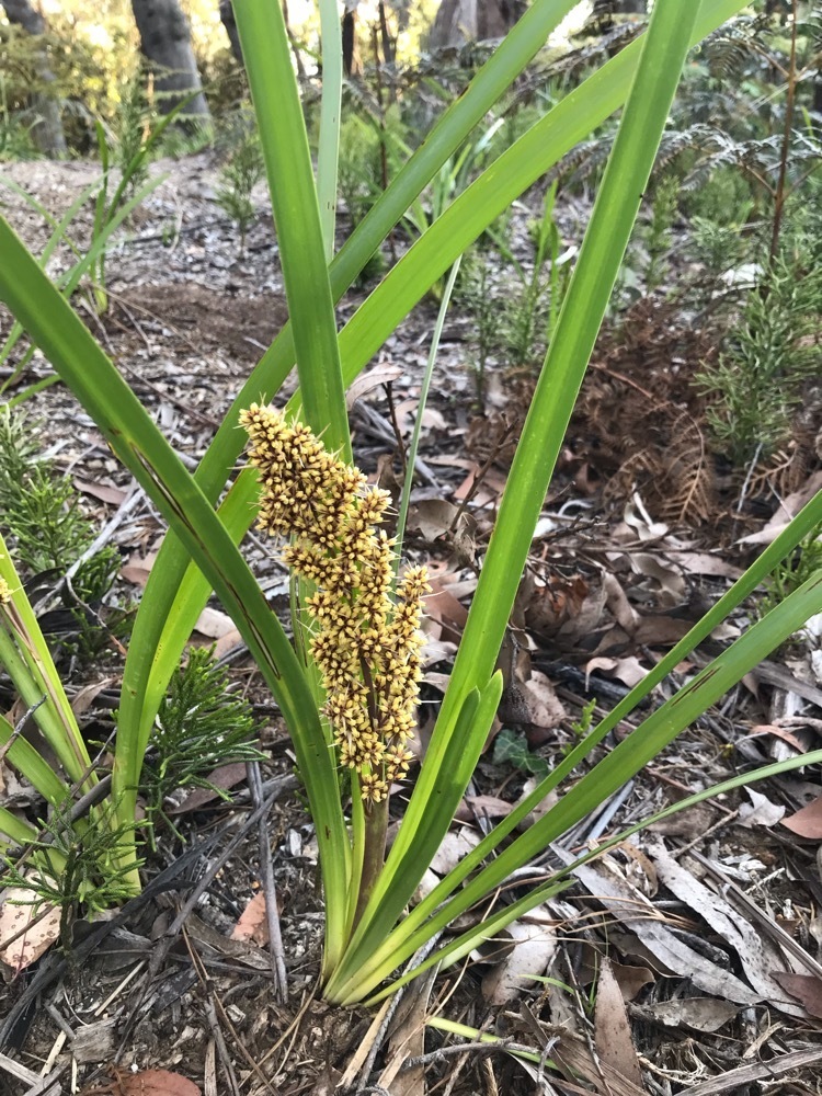 Spiny-headed Mat-rush (Logan RE 12.5.7c Flora) · iNaturalist