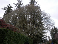 Quercus garryana
