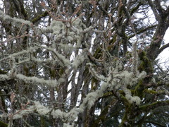 Quercus garryana