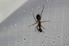 Camponotus festinus inezae