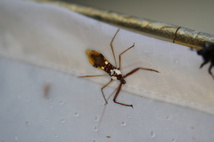 Epidaus famulus