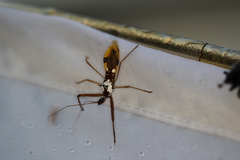 Epidaus famulus