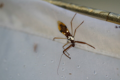 Epidaus famulus
