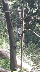 Chrysocolaptes stricklandi