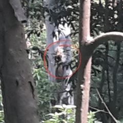 Chrysocolaptes stricklandi