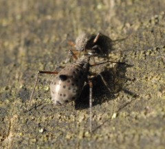 Tuberolachnus salignus