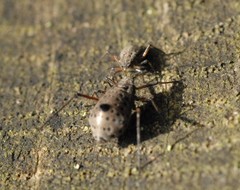 Tuberolachnus salignus