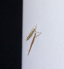 Epicephala lativalvaris