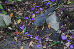 Pterorhinus mitratus