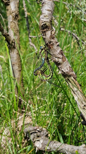 Hairy Dragonfly, 2116 Bentveld, Nederland, photo 8 of 10
