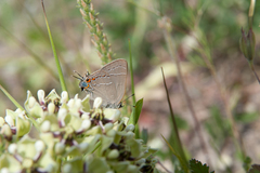 Satyrium favonius