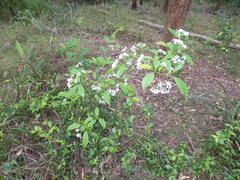 Tabernaemontana pandacaqui