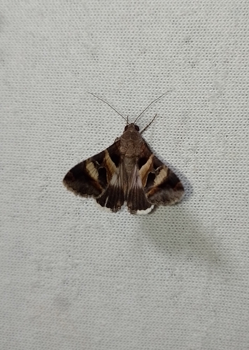 Perpendicular Graphic (Melipotis perpendicularis)
