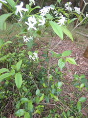 Tabernaemontana pandacaqui